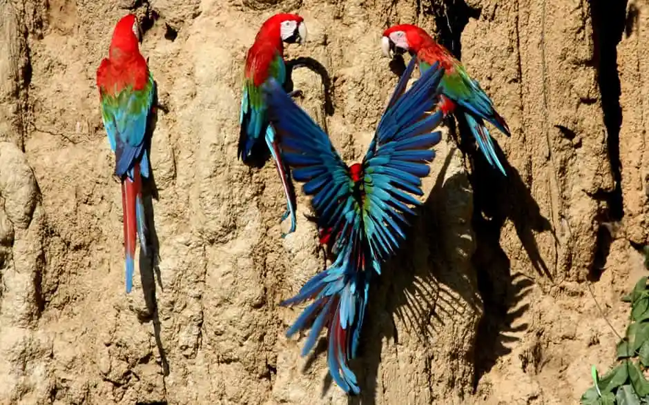 LIMA – AMAZON JUNGLE – CUSCO – MACHU PICCHU